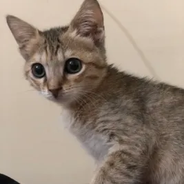 واگذاری لوسی