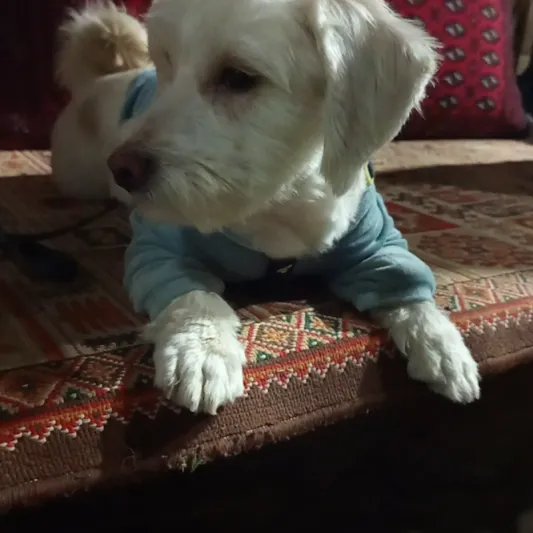 جسی