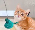 چوب بازی گربه مدل رتو