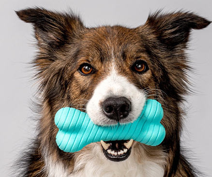 اسباب بازی دنتال صدا دار سگ